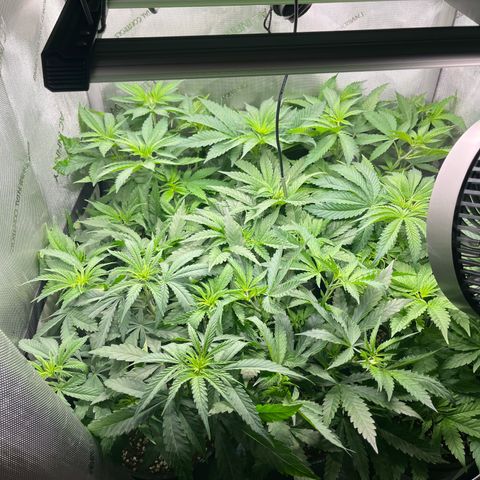 Kings Juice x Nl#2 growlog timeline photo