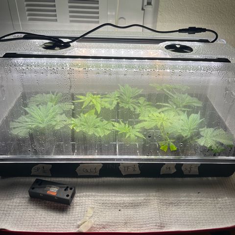 Kings Juice x Nl#2 growlog timeline photo