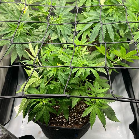 Kings Juice x Nl#2 growlog timeline photo
