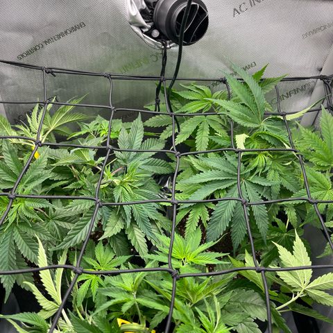 Hella jelly x NL#2 growlog timeline photo