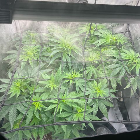 Hella jelly x NL#2 growlog photo: LETS GO! 