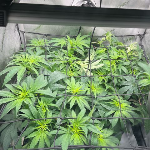 Kings Juice x Nl#2 growlog timeline photo
