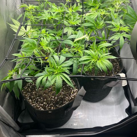 Hella jelly x NL#2 growlog timeline photo