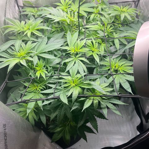 Kings Juice x Nl#2 growlog timeline photo