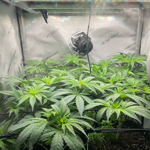 Hella jelly x NL#2 growlog timeline photo