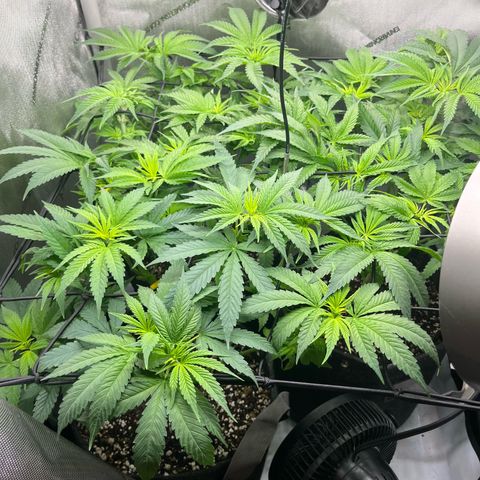 Hella jelly x NL#2 growlog timeline photo