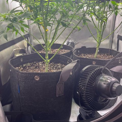 Kings Juice x Nl#2 growlog timeline photo