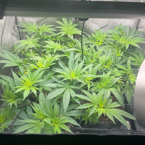 Kings Juice x Nl#2 growlog timeline photo