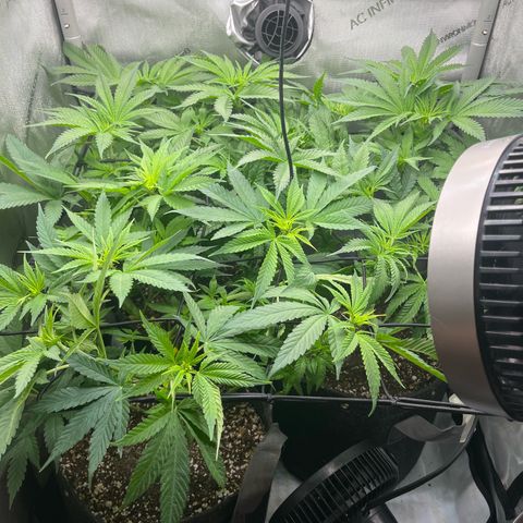 Hella jelly x NL#2 growlog photo: Back 2 