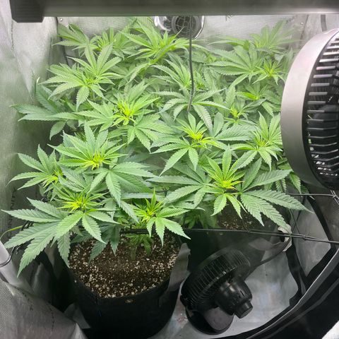 Hella jelly x NL#2 growlog timeline photo