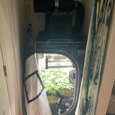 Hella jelly x NL#2 growlog timeline photo