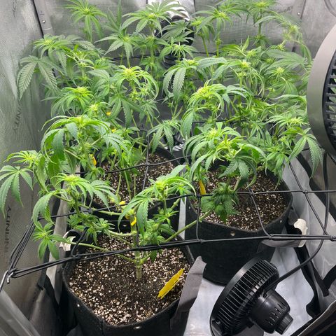 Kings Juice x Nl#2 growlog photo: 🪓✂️🪓✂️🪓✂️