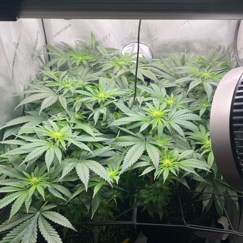 Hella jelly x NL#2 growlog photo: 🪓✂️🪓✂️🪓✂️✂️