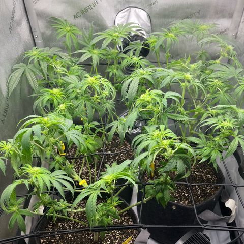 Hella jelly x NL#2 growlog photo: 🪓✂️🪓✂️🪓✂️✂️