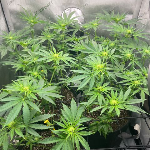 Hella jelly x NL#2 growlog photo: An hour or 2 after defol. Hi cross is the back 2. 