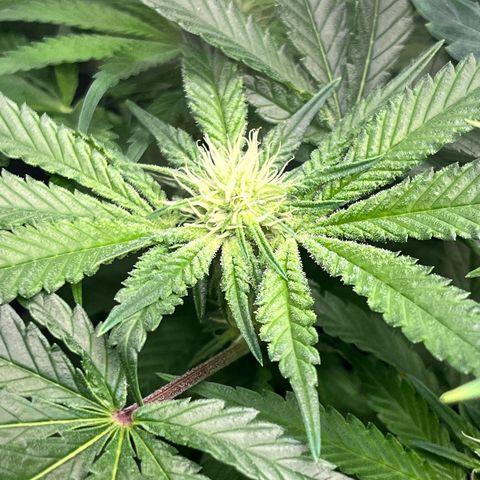 Hella jelly x NL#2 growlog timeline photo