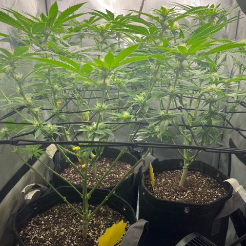 Hella jelly x NL#2 growlog timeline photo