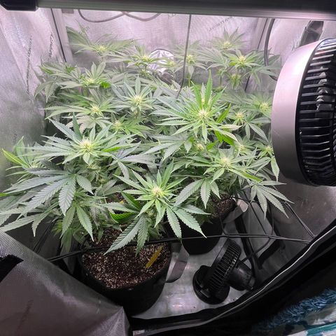 Hella jelly x NL#2 growlog timeline photo