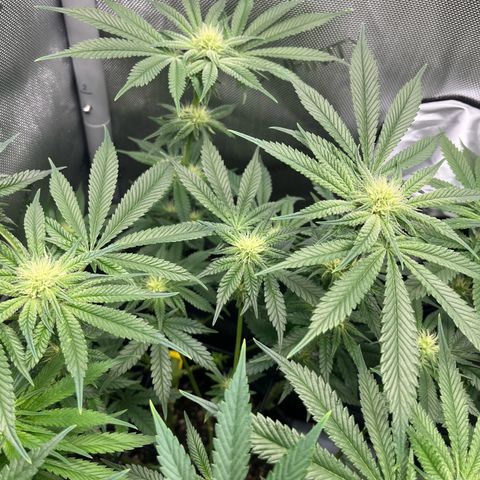 Hella jelly x NL#2 growlog photo: Pheno 1