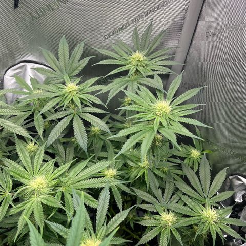 Hella jelly x NL#2 growlog photo: Pheno 2 