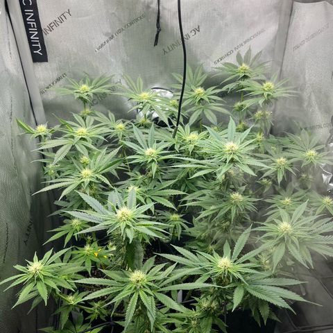 Kings Juice x Nl#2 growlog photo: Front 