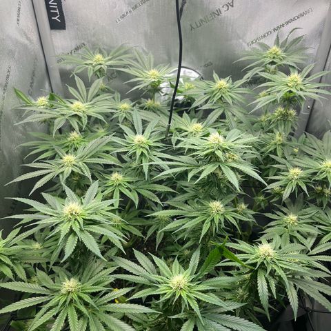 Kings Juice x Nl#2 growlog timeline photo