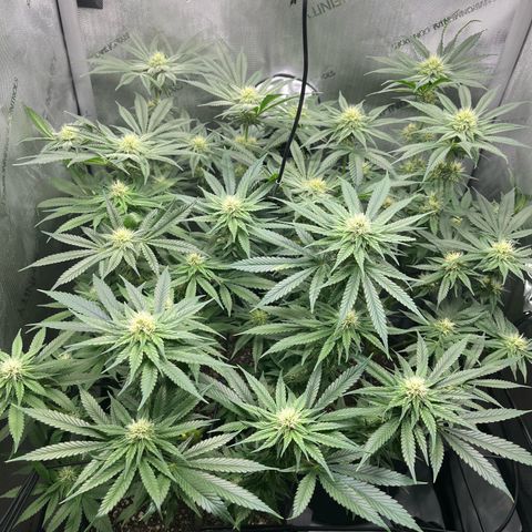 Kings Juice x Nl#2 growlog timeline photo