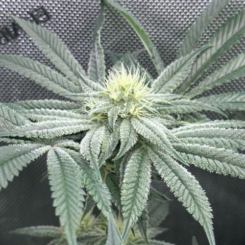 Hella jelly x NL#2 growlog photo: Pheno1 