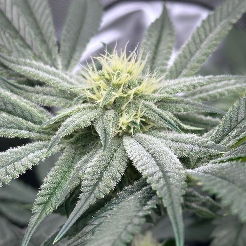 Hella jelly x NL#2 growlog photo: Pheno1 