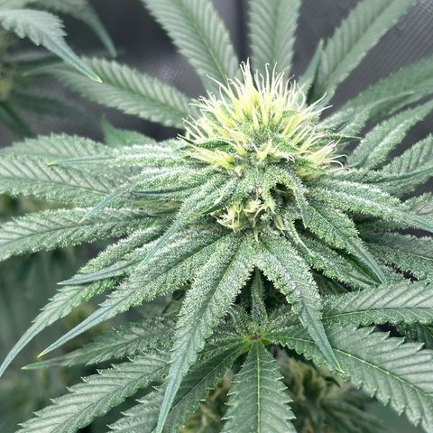 Hella jelly x NL#2 growlog photo: Pheno 2 