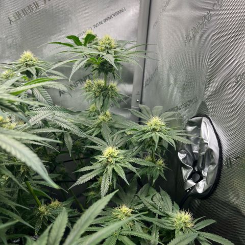 Hella jelly x NL#2 growlog photo: Pheno 2 