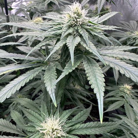 Kings Juice x Nl#2 growlog timeline photo