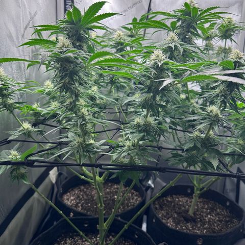 Kings Juice x Nl#2 growlog timeline photo