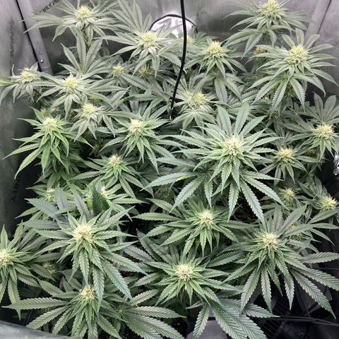 Kings Juice x Nl#2 growlog timeline photo