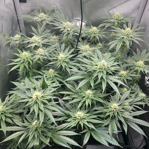 Kings Juice x Nl#2 growlog timeline photo