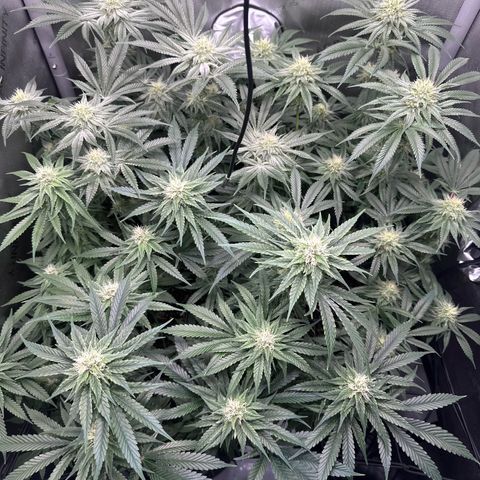 Kings Juice x Nl#2 growlog timeline photo