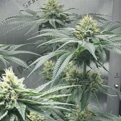 Hella jelly x NL#2 growlog timeline photo
