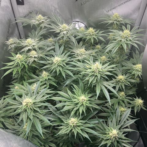 Hella jelly x NL#2 growlog timeline photo