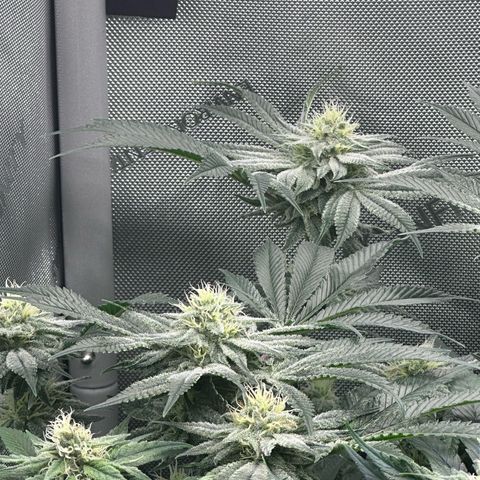 Hella jelly x NL#2 growlog timeline photo