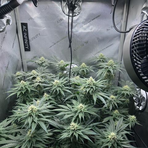 Kings Juice x Nl#2 growlog timeline photo