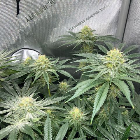 Hella jelly x NL#2 growlog timeline photo