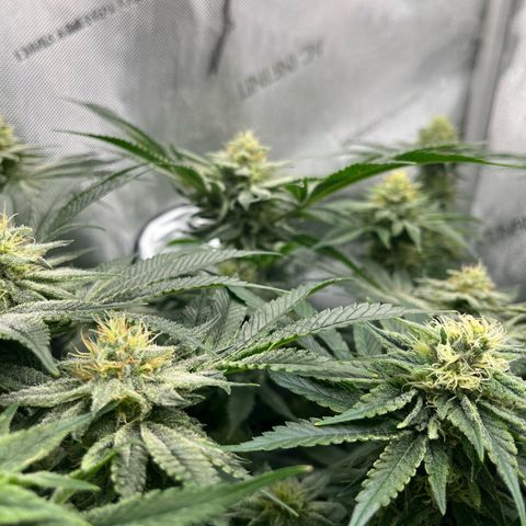 Hella jelly x NL#2 growlog timeline photo