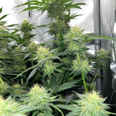 Hella jelly x NL#2 growlog timeline photo