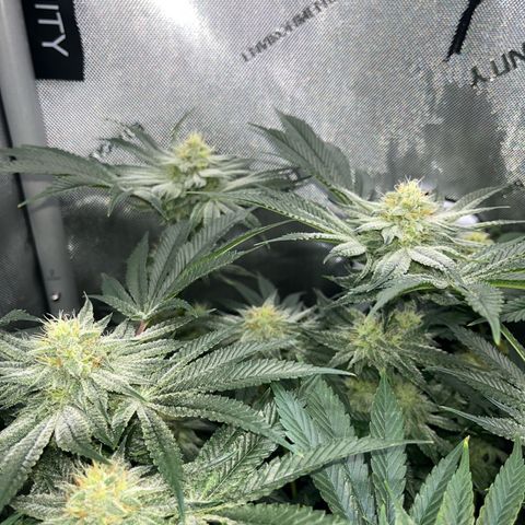 Hella jelly x NL#2 growlog timeline photo