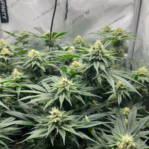 Kings Juice x Nl#2 growlog timeline photo