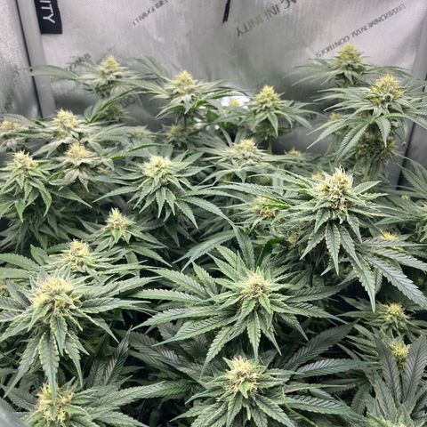 Kings Juice x Nl#2 growlog timeline photo