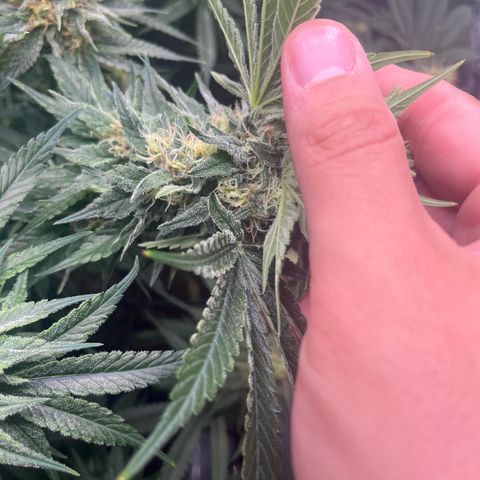 Kings Juice x Nl#2 growlog photo: Herm. Chopping tomorrow. 