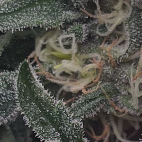 Kings Juice x Nl#2 growlog photo: Herm. Chopping tomorrow. 