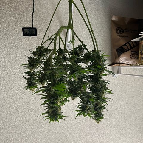Kings Juice x Nl#2 growlog timeline photo