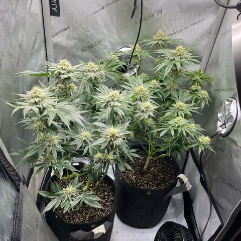 Hella jelly x NL#2 growlog timeline photo